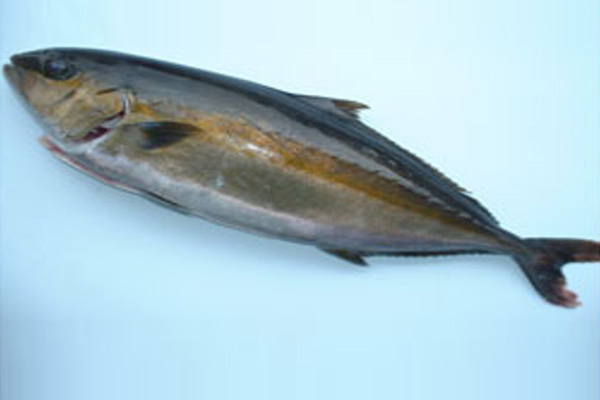 Fresh Kanpachi se-dressed 